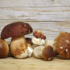 funghi