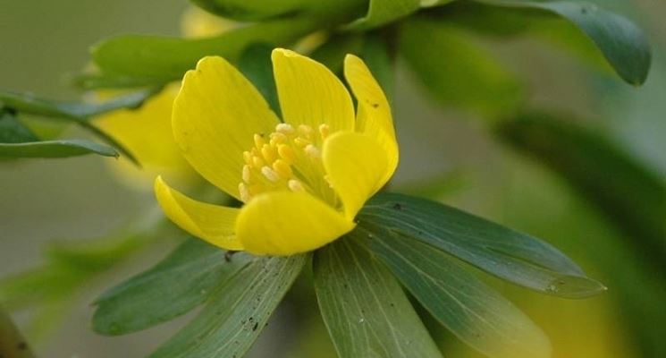 eranthis NCG3