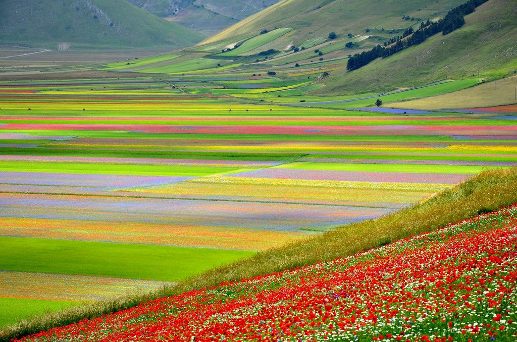 piani di castelluccio la fioritura