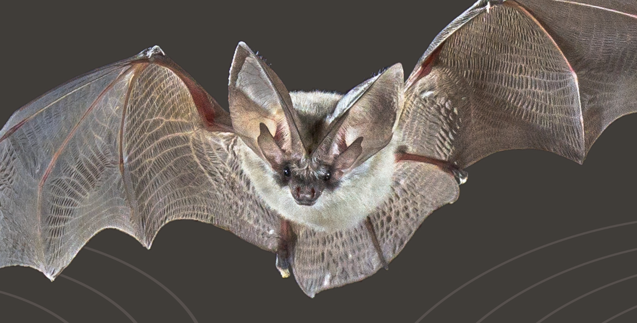18274 170 pipistrelli 620