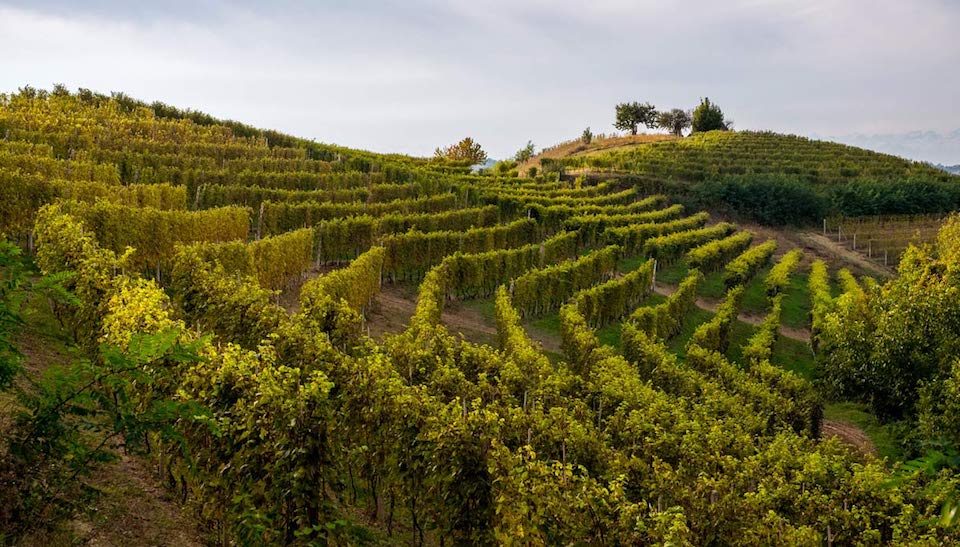 I sublimi vini del Monferrato Astigiano e Alessandrino