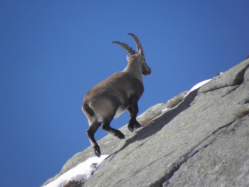 Lo stambecco riesce a superare ripide pendenze agevolmente 1