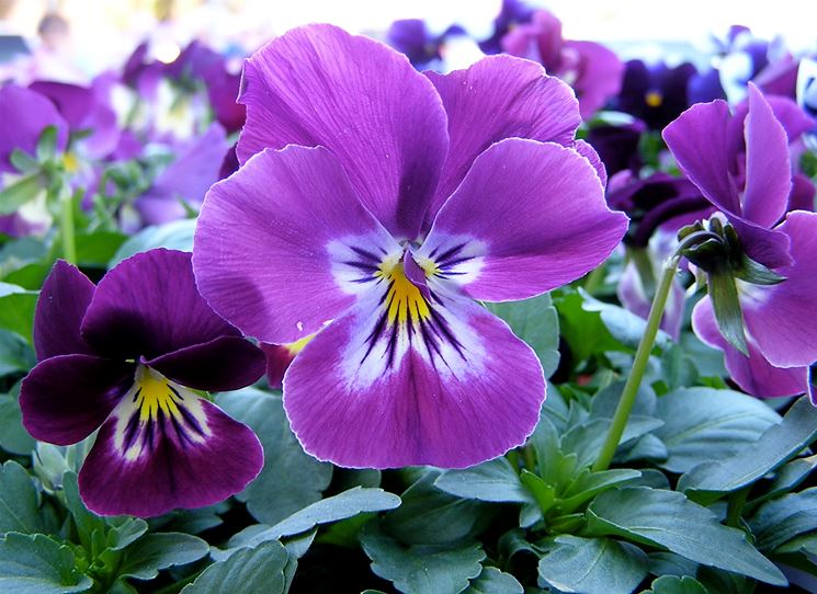 viola NG1