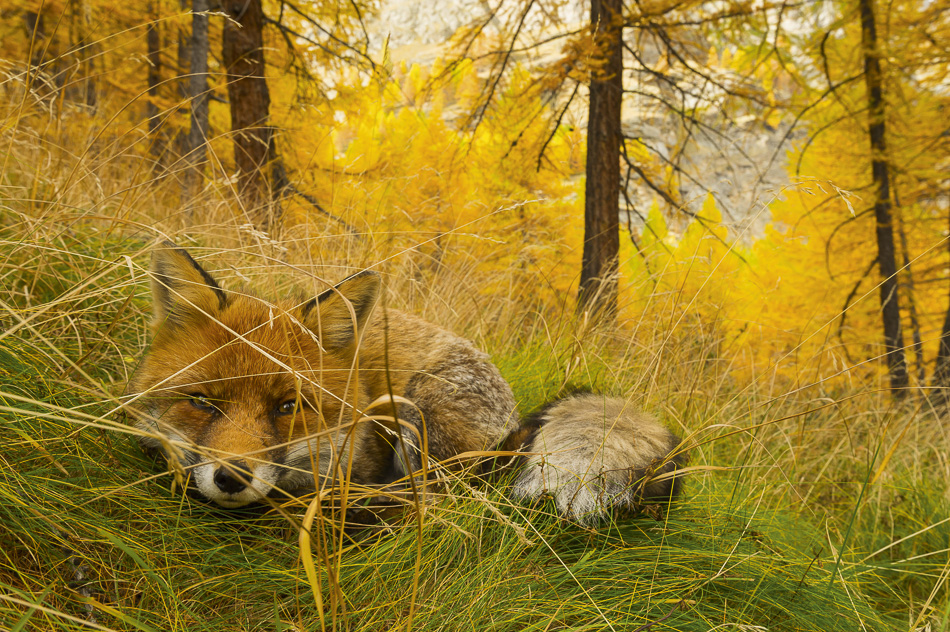 Stefano Unterthiner, National Geographic