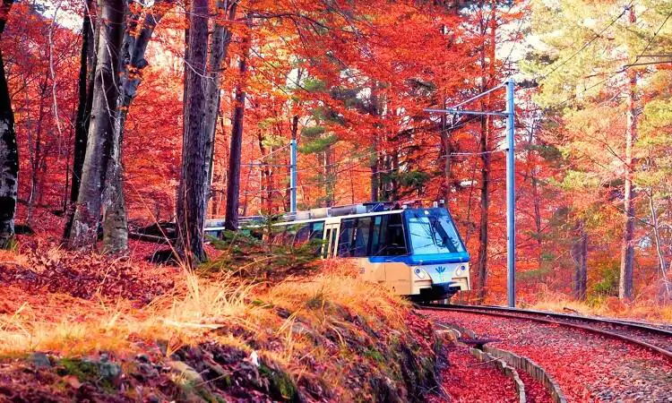 treno foliage