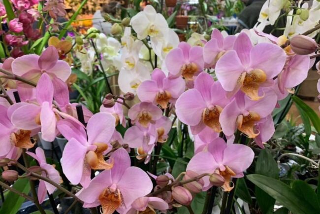 Peraga Orchiday 6