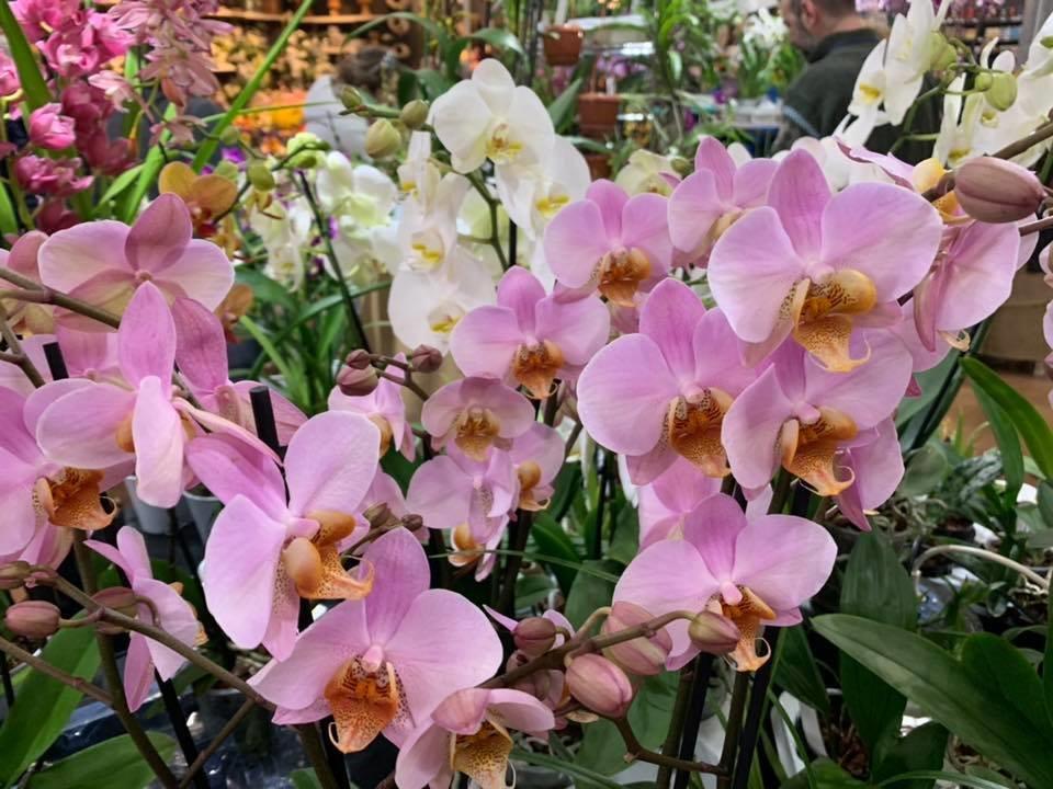 Peraga Orchiday 6