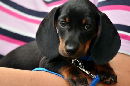 Un eroico cane salva un bambino da un incendio in un appartamento