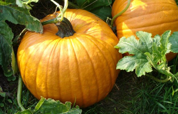 zucca