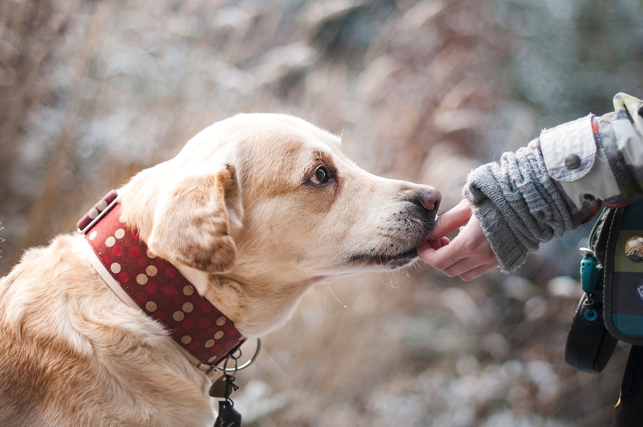 Il ruolo degli Animali nella Medicina: dalle Terapie con cani alle scoperte Biomediche cane