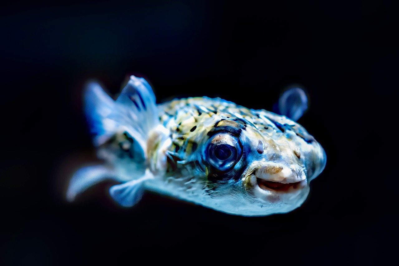 Curiosità sottomarine: gli animali più strani negli abissi pesce