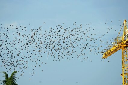 Misteri della migrazione: Viaggio epico degli animali migratori