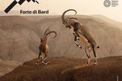 Wildlife Photographer of the Year: le immagini più belle in mostra al Forte di Bard