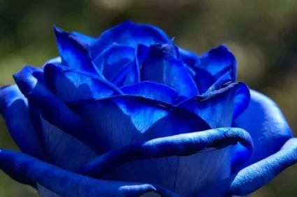 Storia e segreti della rosa blu