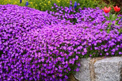 I fiori perfetti per un giardino estivo